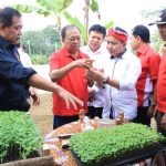 Stop Impor Gumitir, Gubernur Koster Ciptakan Bibit Gumitir Bali Sudamala