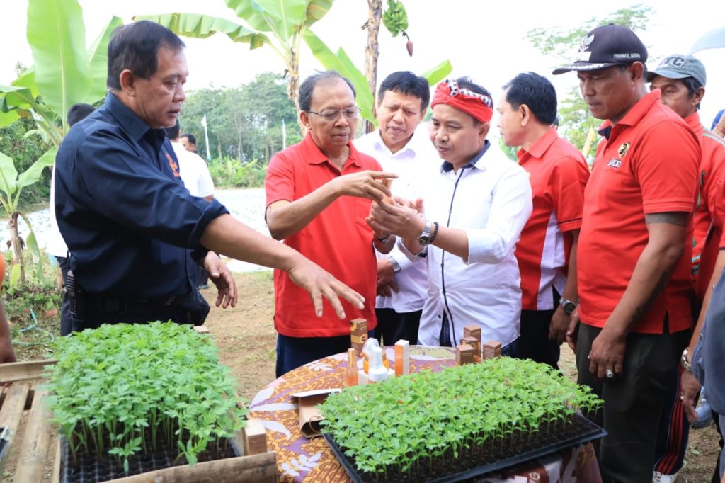 Stop Impor Gumitir, Gubernur Koster Ciptakan Bibit Gumitir Bali Sudamala